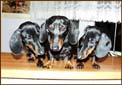 Blacky (in the middle) and his daughters: Bugatti and Blackberry - 6 months
