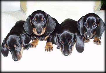 puppies from B litter